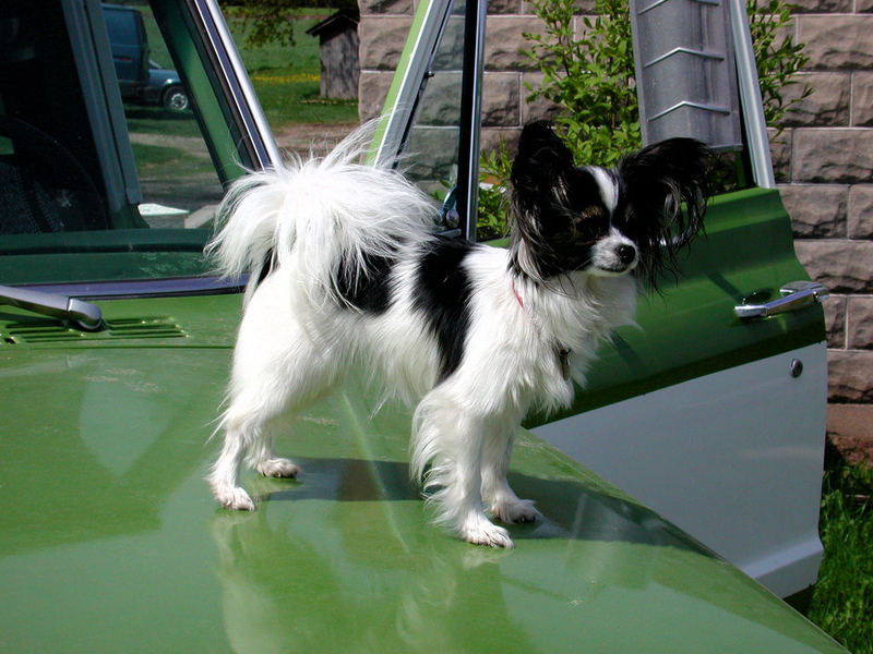 Illustration for article titled The Cutest Pups In Trucks On National Dog Day
